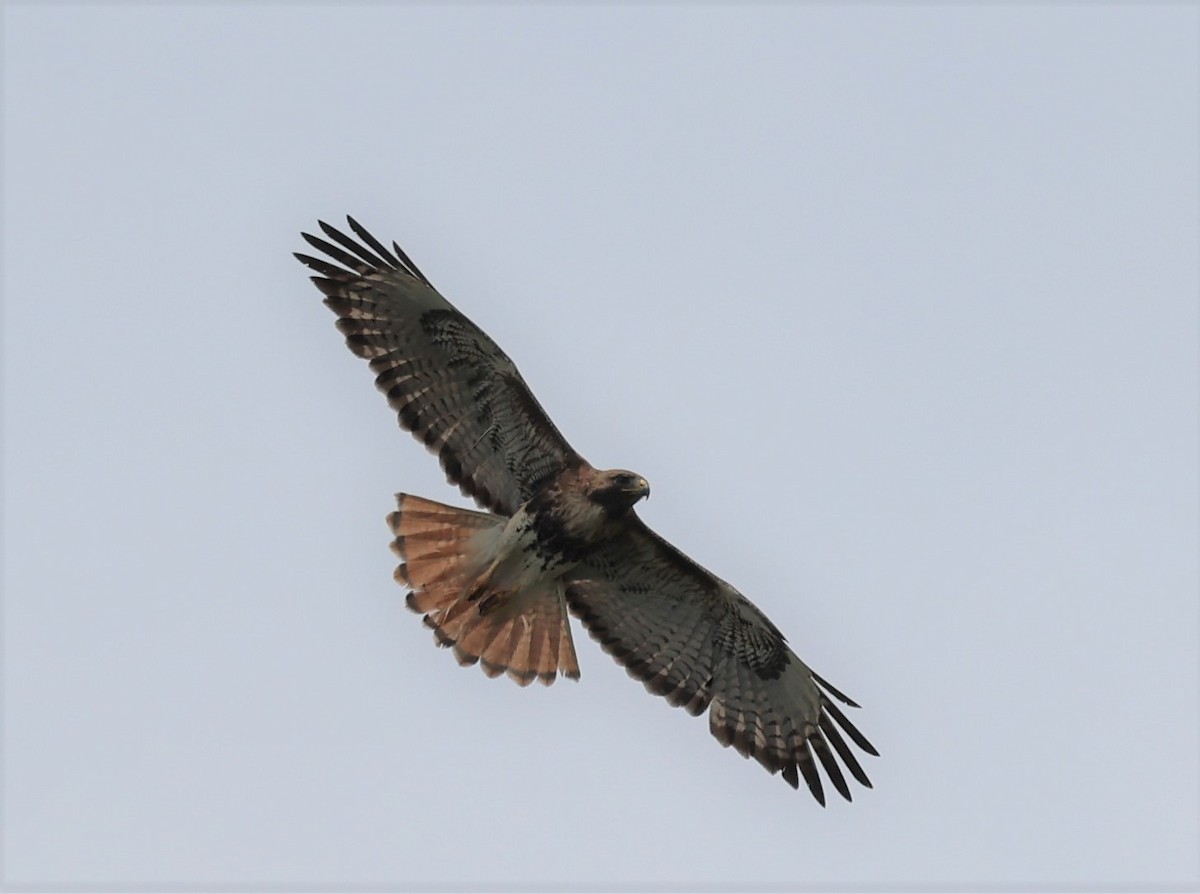 Red-tailed Hawk - ML562402841