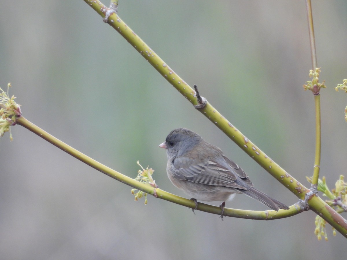 Dark-eyed Junco - ML562402911