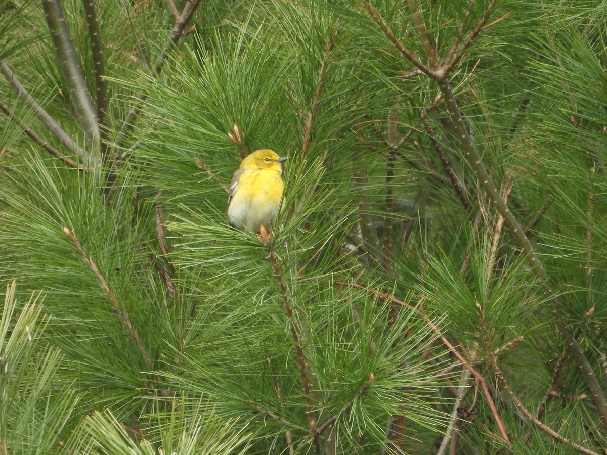 Pine Warbler - Kieran Dykstra