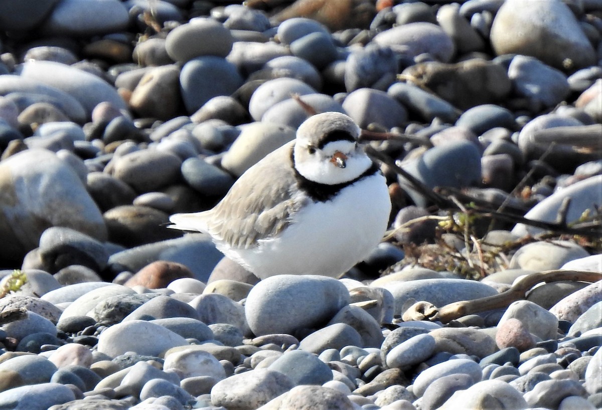 Piping Plover - ML562403831