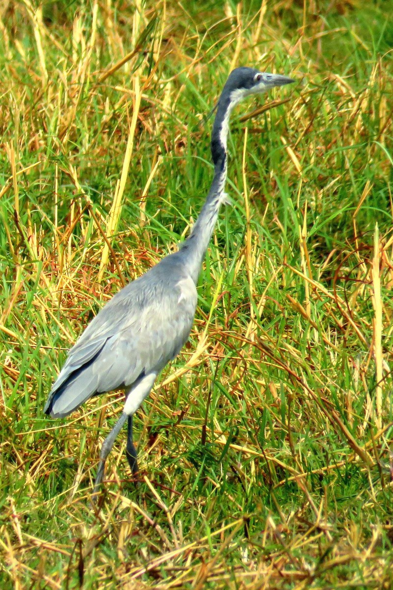 Black-headed Heron - ML562404071