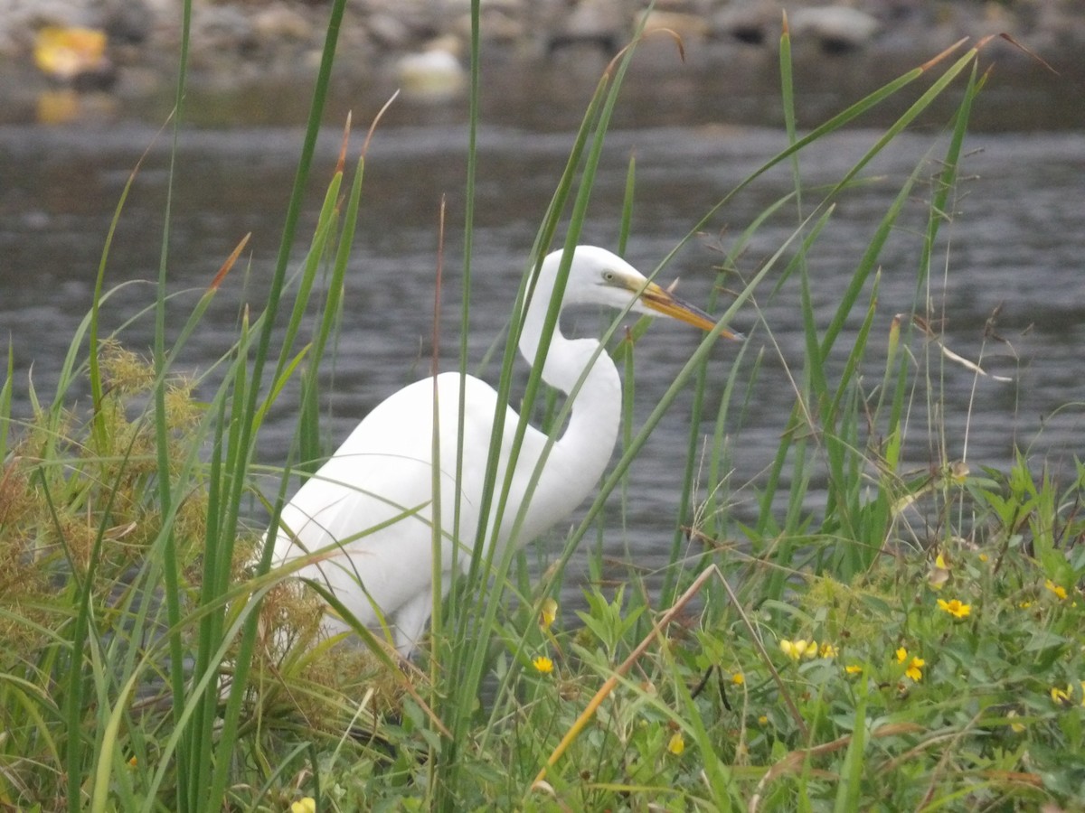 Great Egret - ML562405251