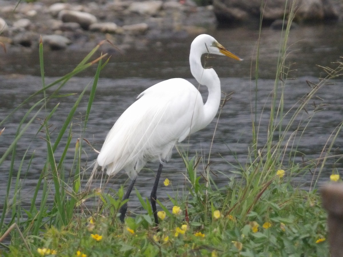 Great Egret - ML562405561