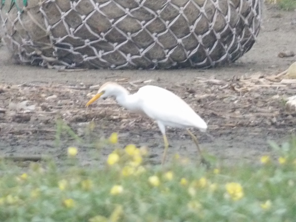 Western Cattle Egret - ML562405941