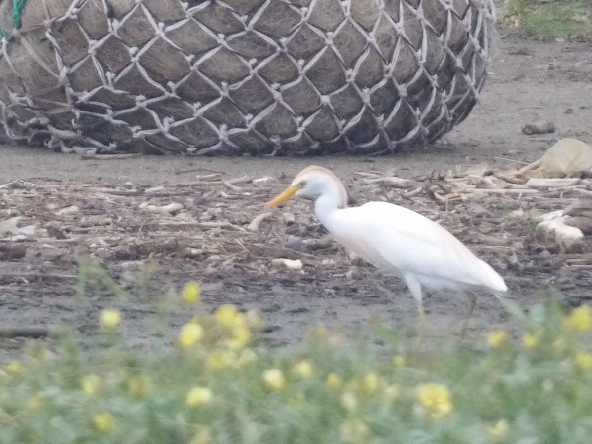 Western Cattle Egret - ML562406021