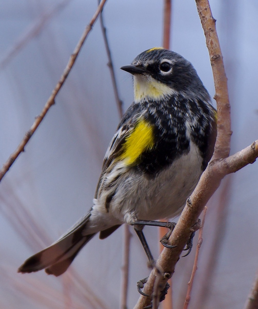 Yellow-rumped Warbler (Myrtle x Audubon's) - ML562406141
