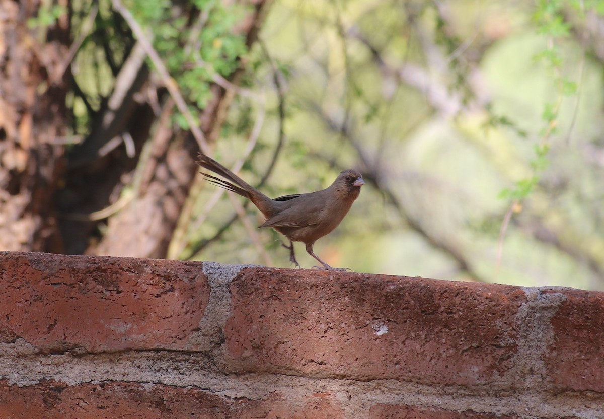 Abert's Towhee - Jasper Barnes