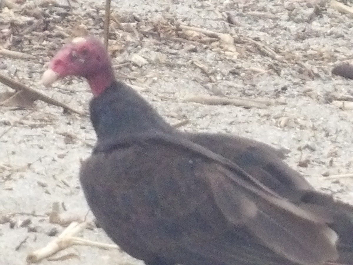 Turkey Vulture - ML562406721