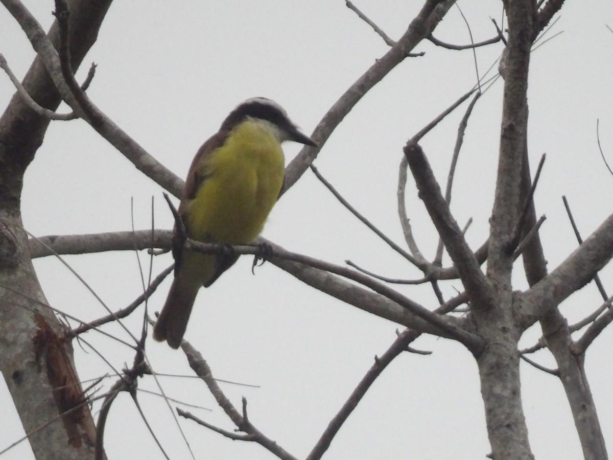 Great Kiskadee - ML562406881