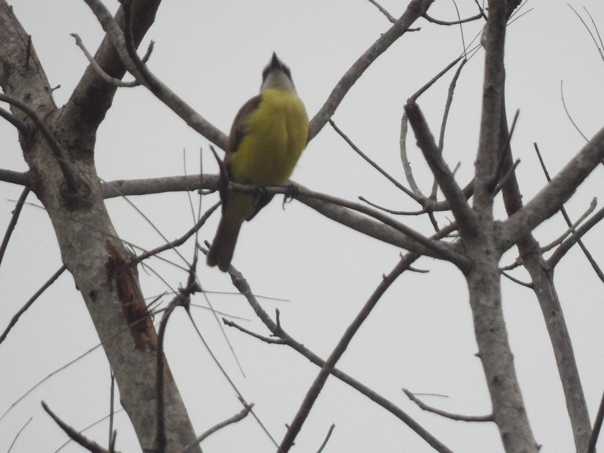 Great Kiskadee - ML562406981