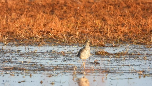 Greater Yellowlegs - ML562407211