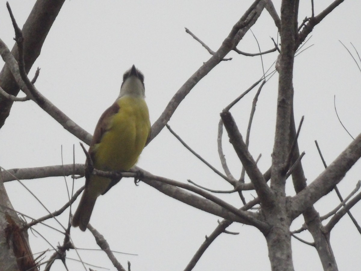 Great Kiskadee - ML562407281