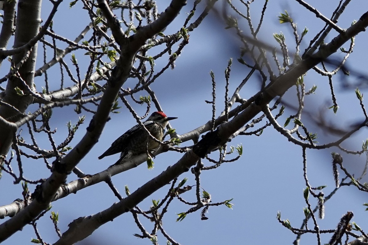 Yellow-bellied Sapsucker - Marilyn Ohler