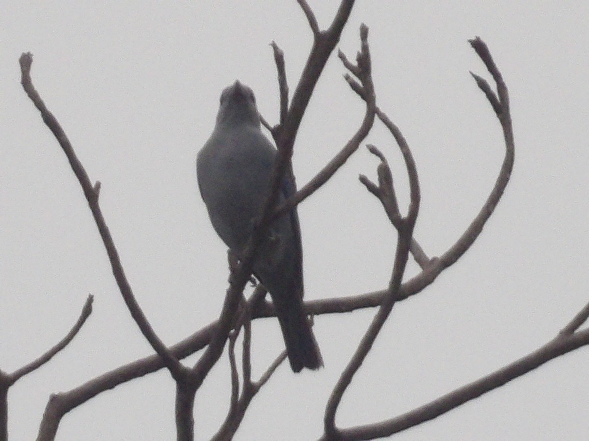 Blue-gray Tanager - ML562407571