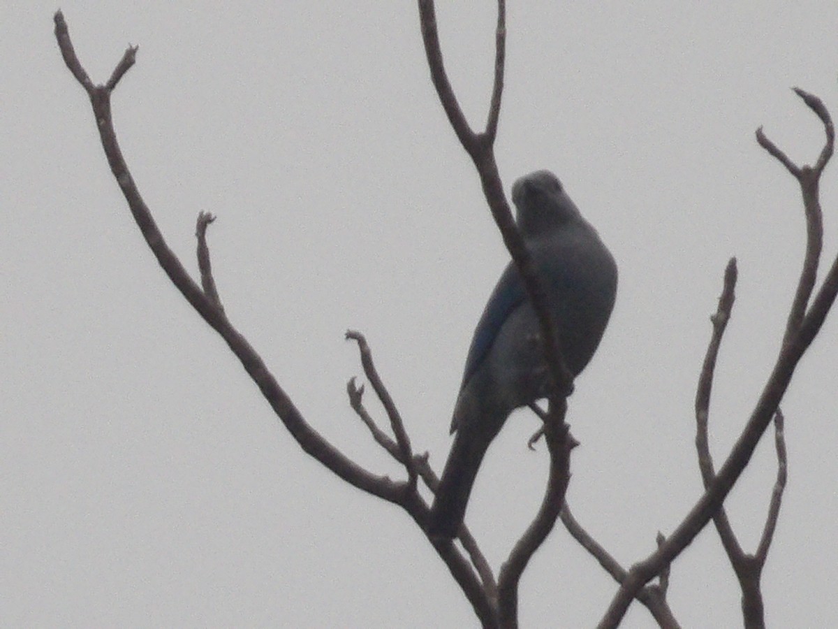 Blue-gray Tanager - ML562407841