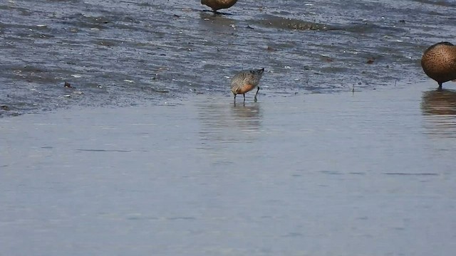 Red Knot - ML562407981