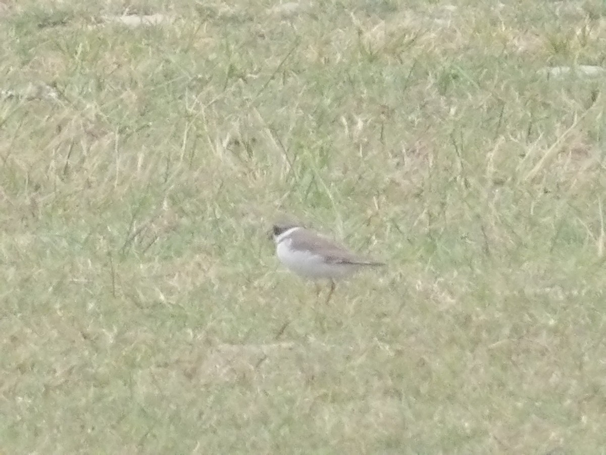 Semipalmated Plover - ML562408371