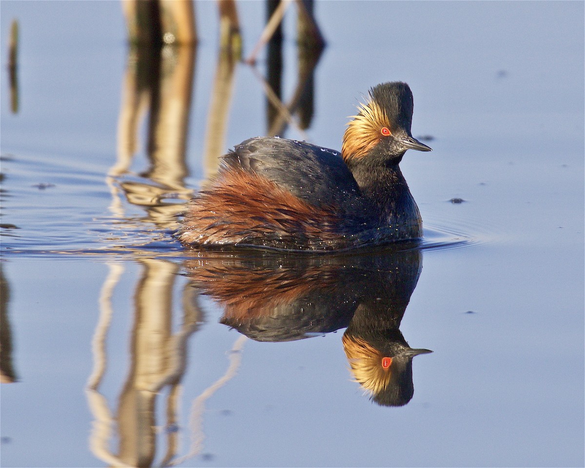 Eared Grebe - ML562408721