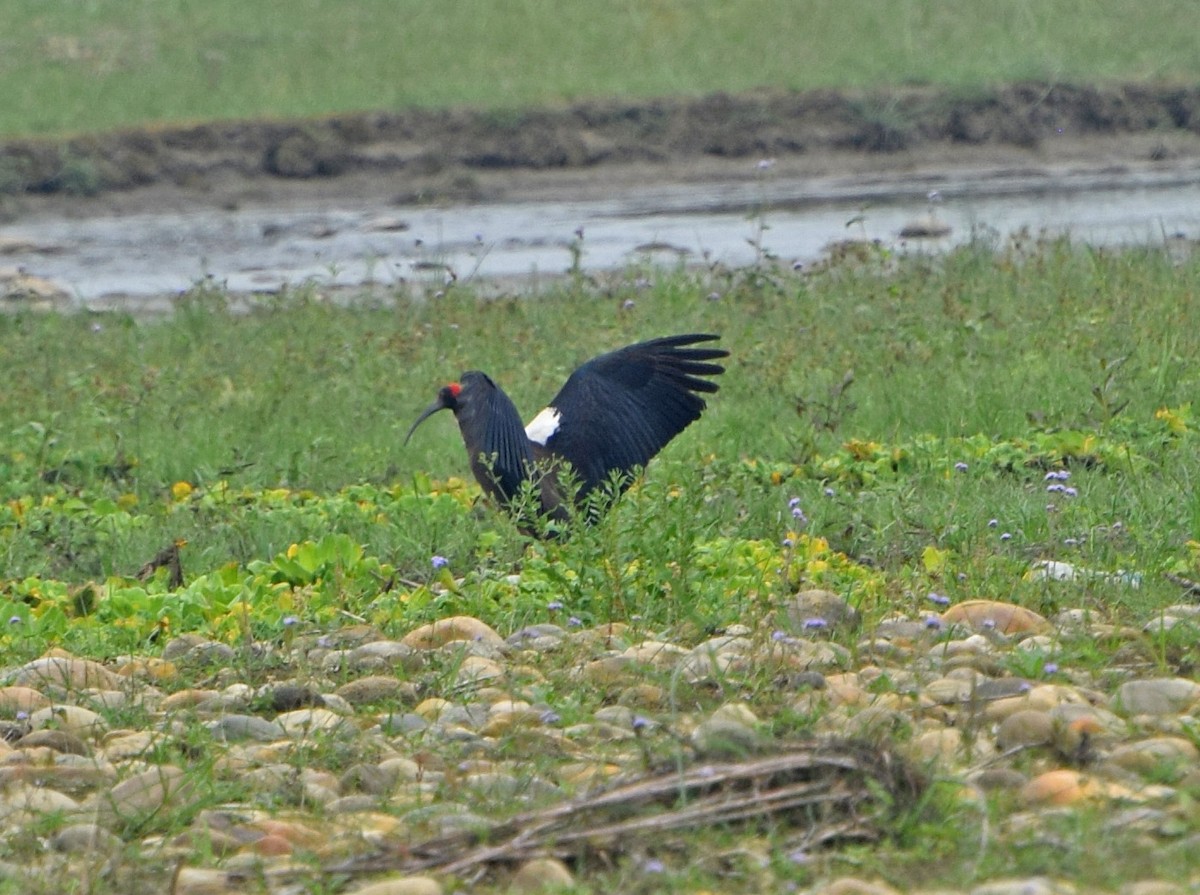 Red-naped Ibis - John Bruin