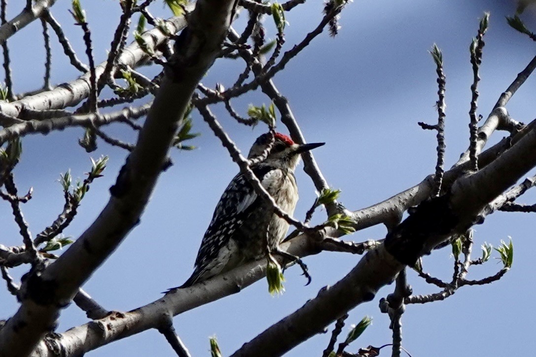 Yellow-bellied Sapsucker - ML562409191