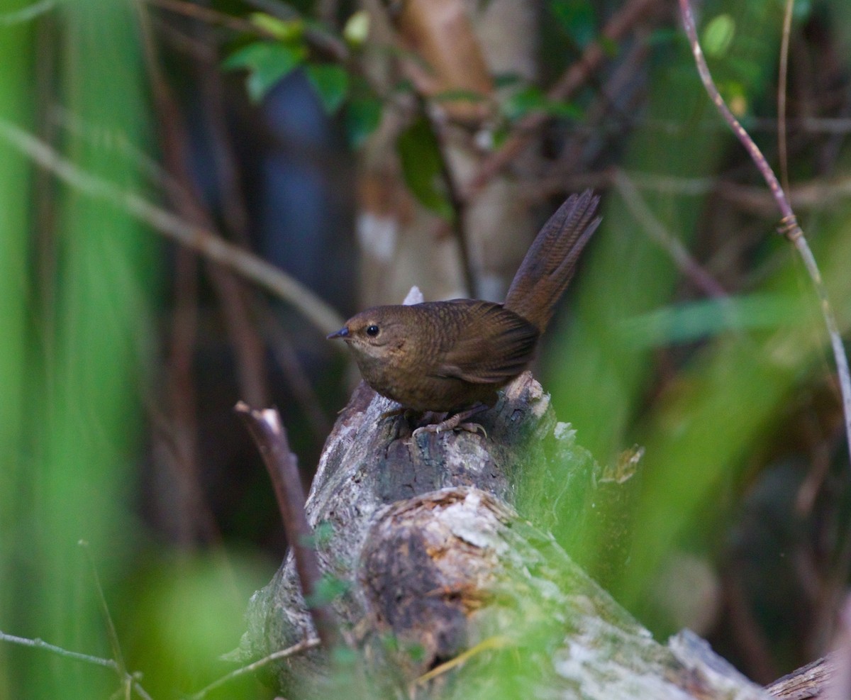 Rufous Scrub-bird - ML56240921