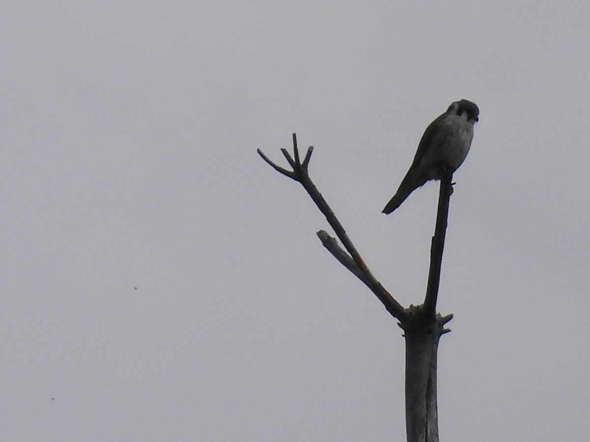 American Kestrel - ML562409931