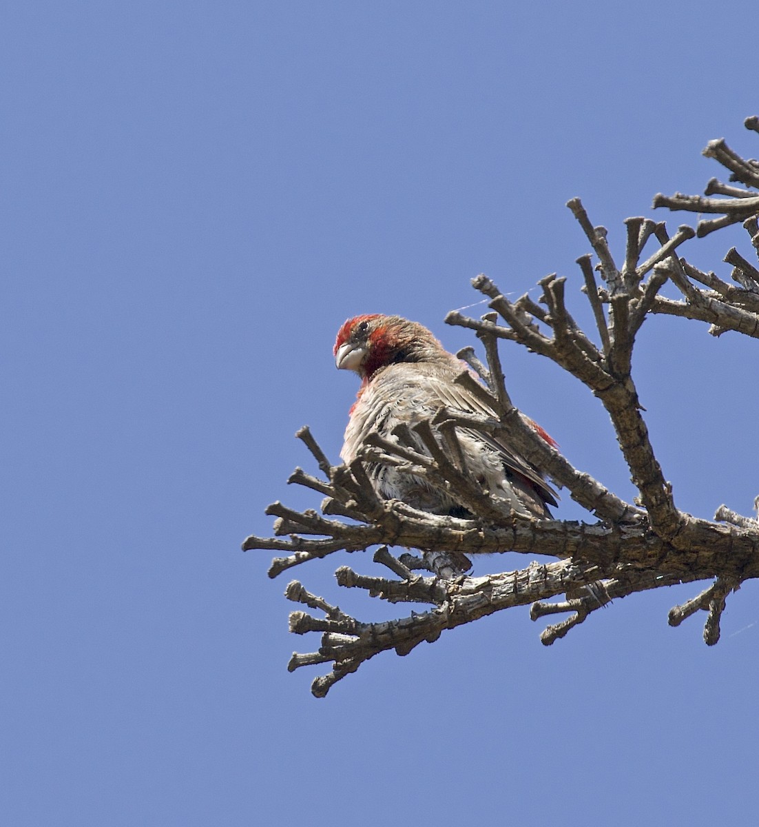 House Finch - ML562410081