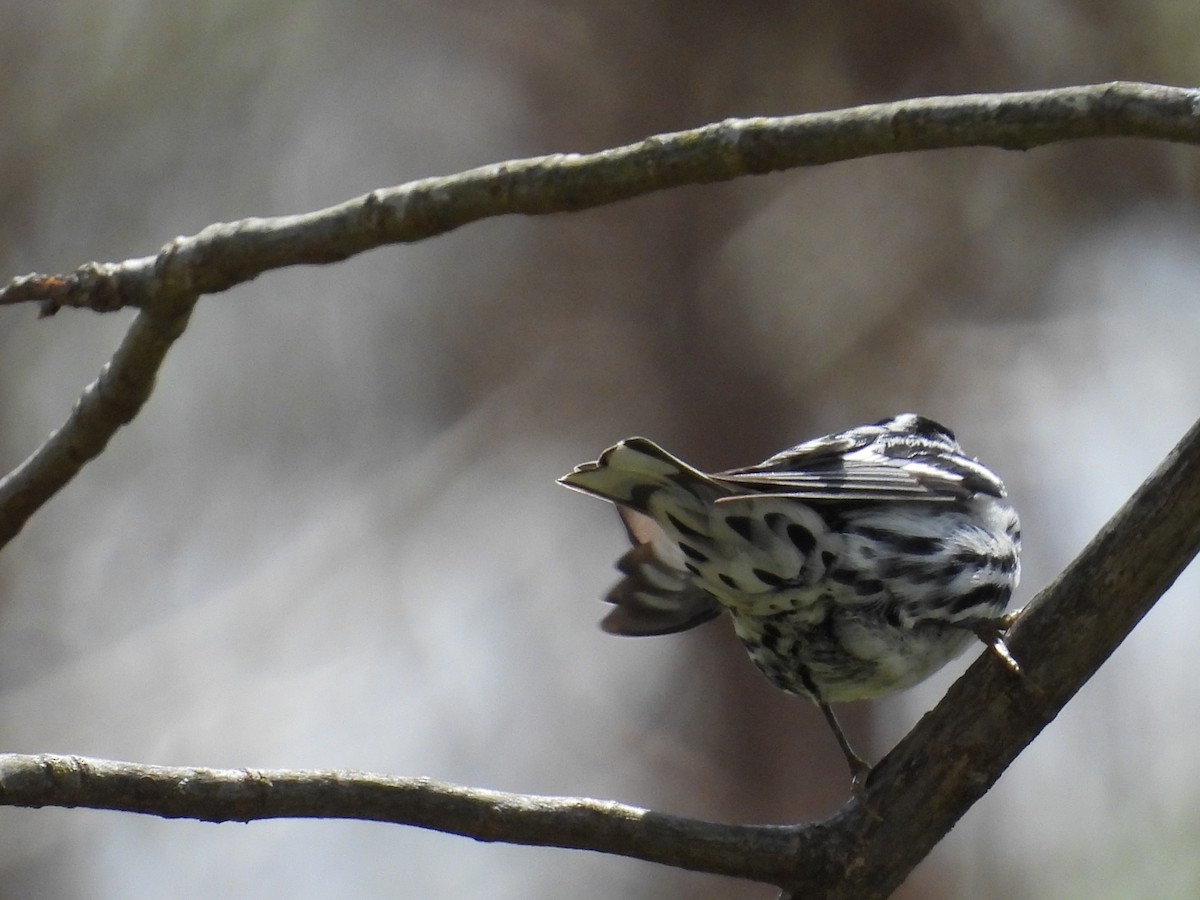 Black-and-white Warbler - Jeff Fengler