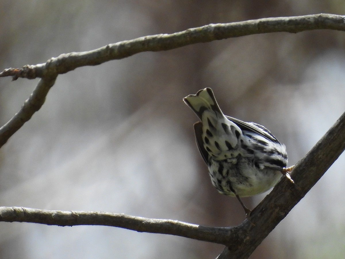 Black-and-white Warbler - Jeff Fengler