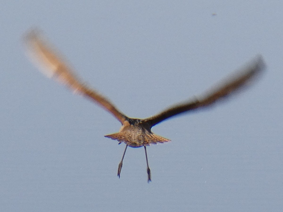 Marbled Godwit - K K