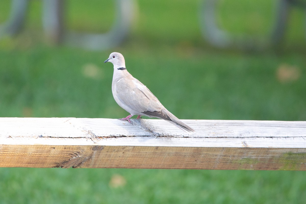 Eurasian Collared-Dove - ML562411301