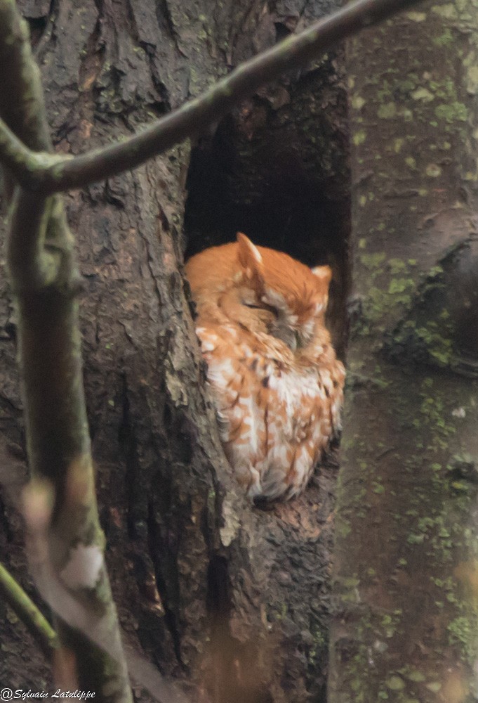 Eastern Screech-Owl - ML562411691