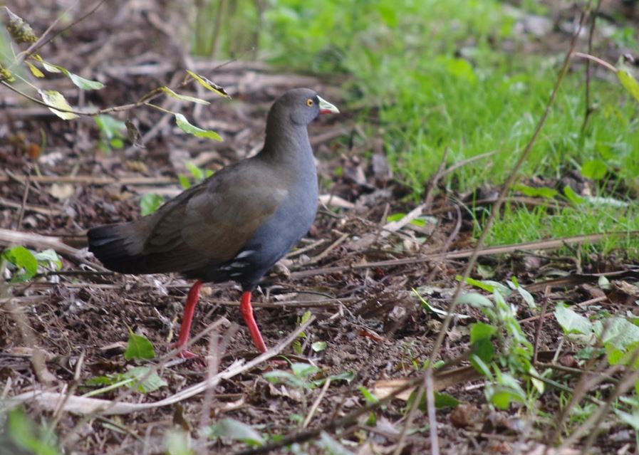Black-tailed Nativehen - ML562413381