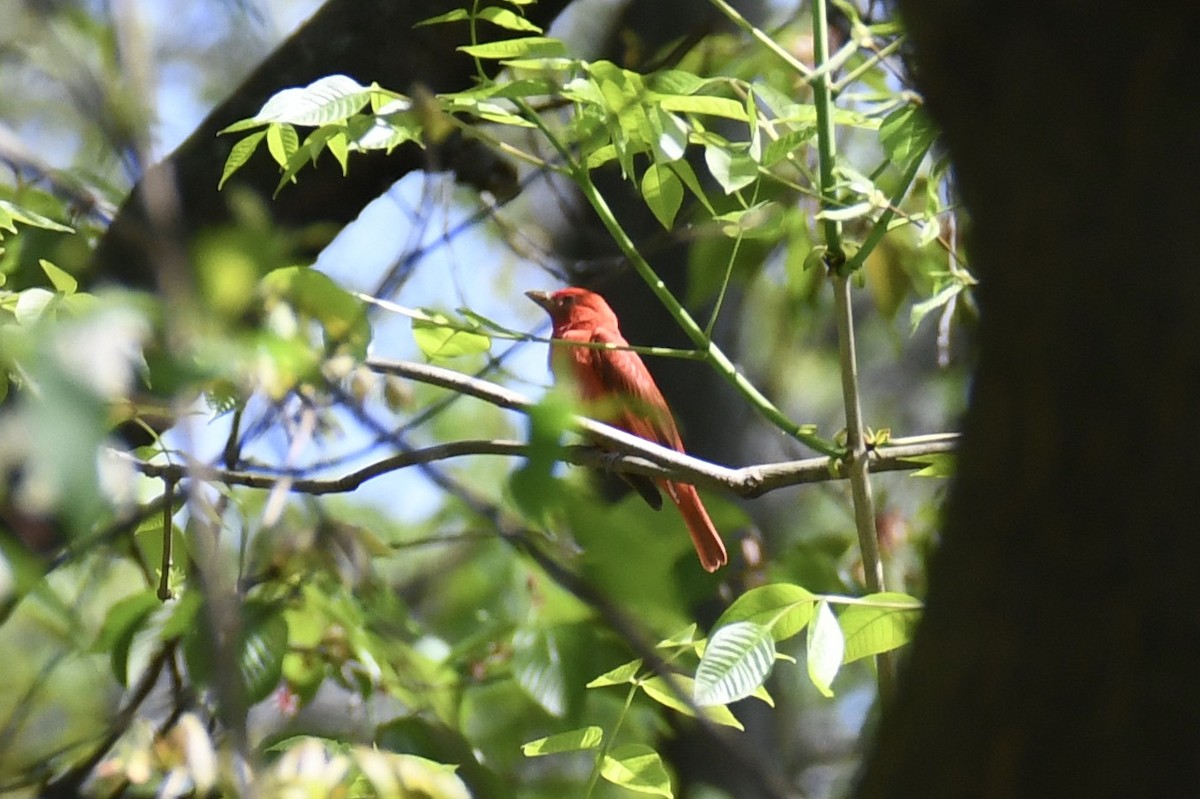 Piranga Roja - ML562413641