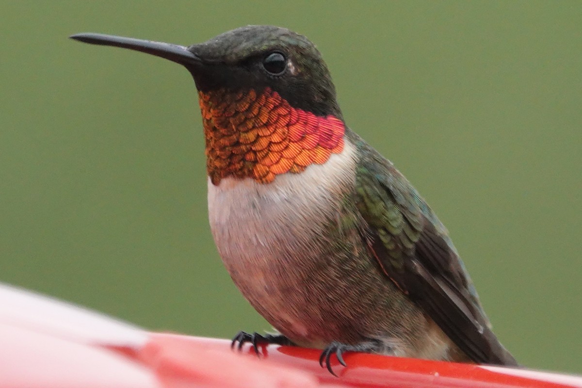 Ruby-throated Hummingbird - Andy & Ellen Filtness