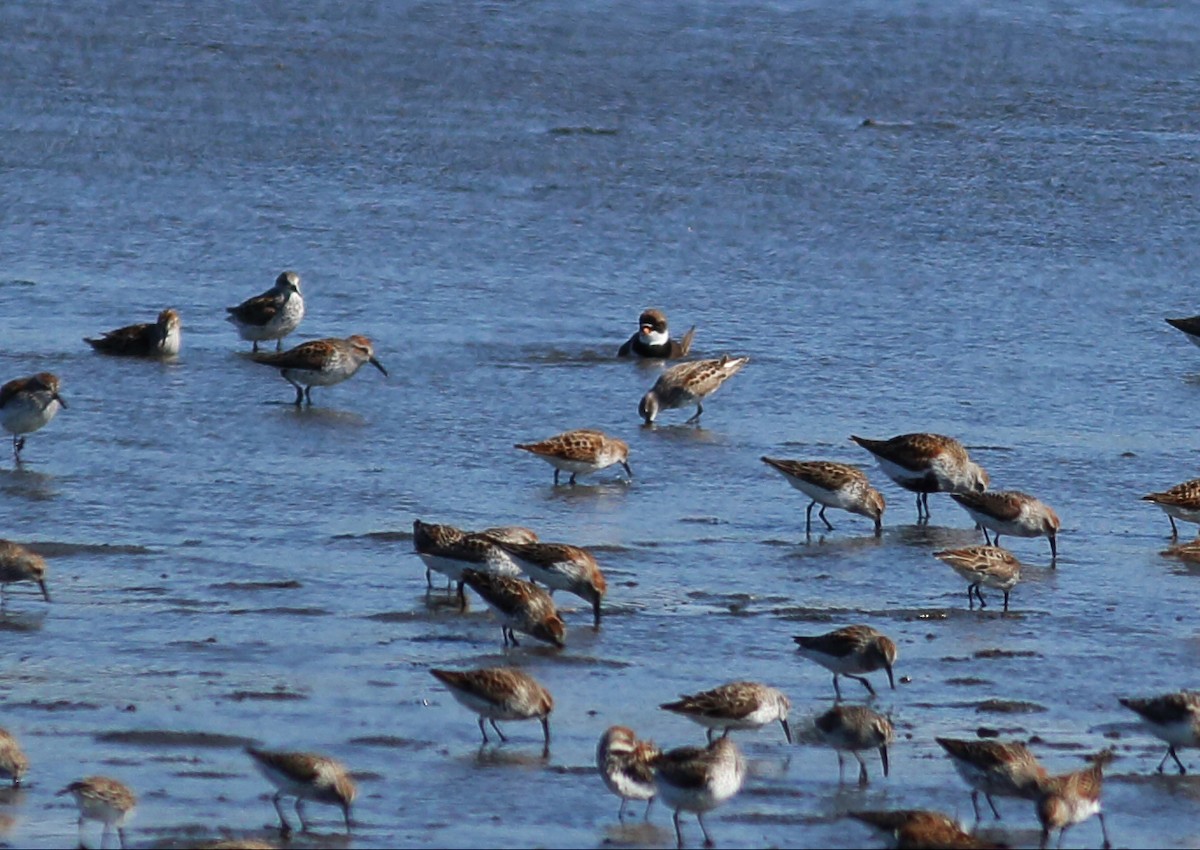 Little Stint - Paul Fenwick