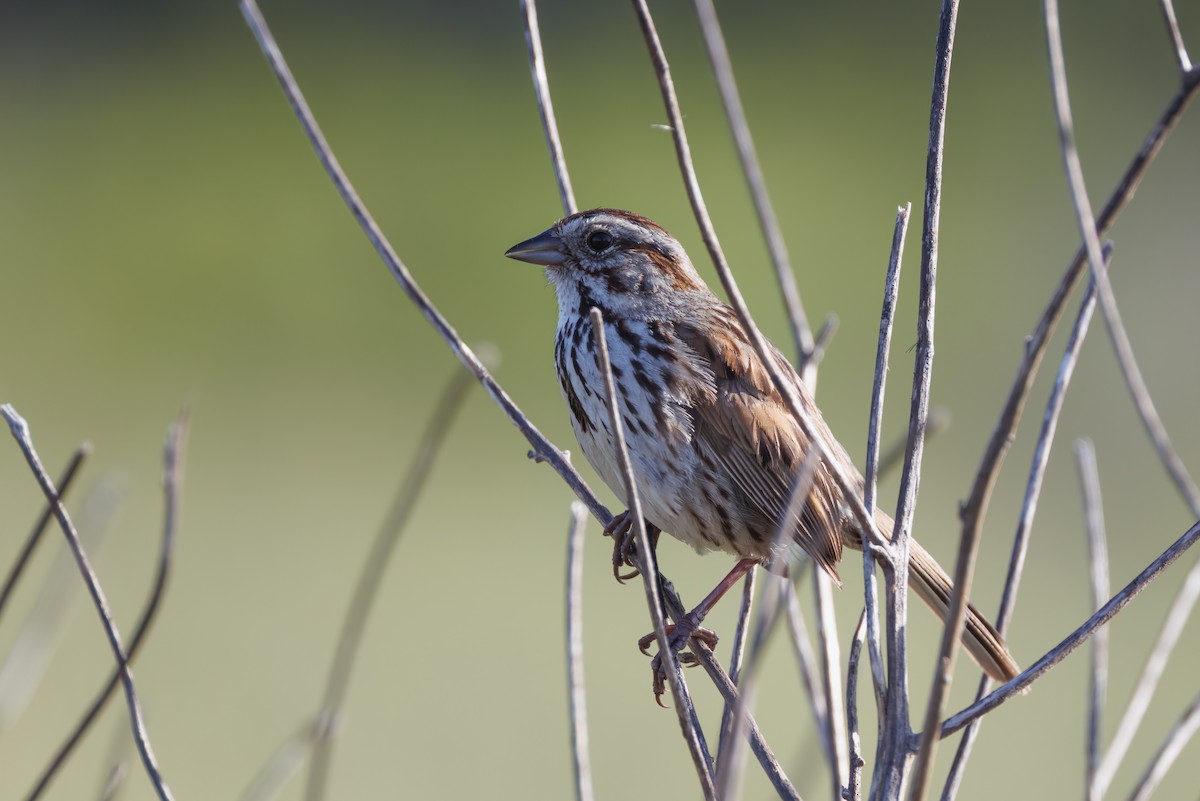 Song Sparrow - John Callender