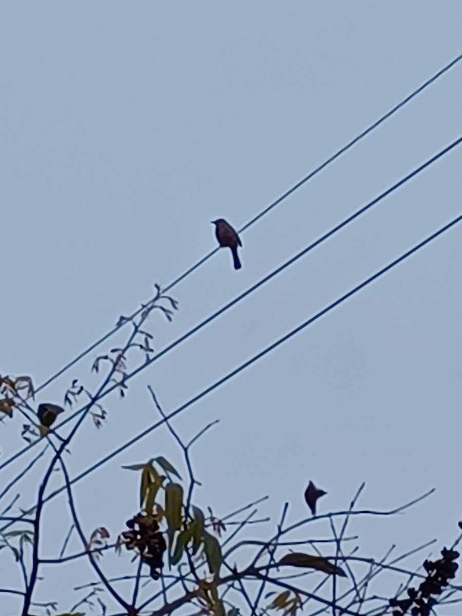 Sooty-headed Bulbul - ML562417591