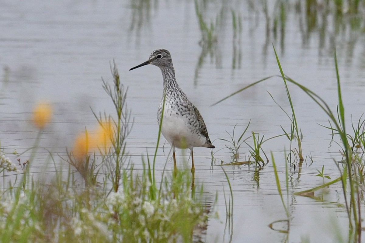Lesser Yellowlegs - ML562419141