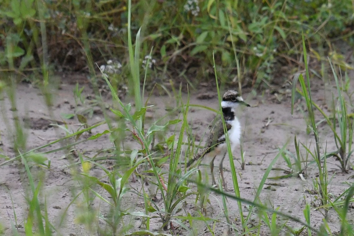 Killdeer - ML562419181