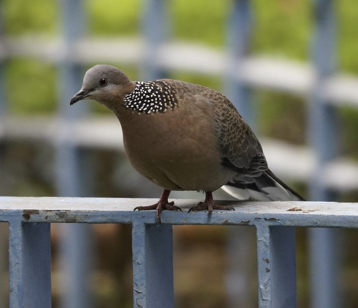 カノコバト - ML562419371