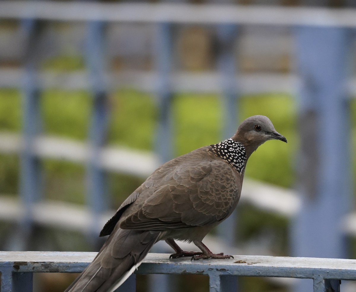 カノコバト - ML562419401