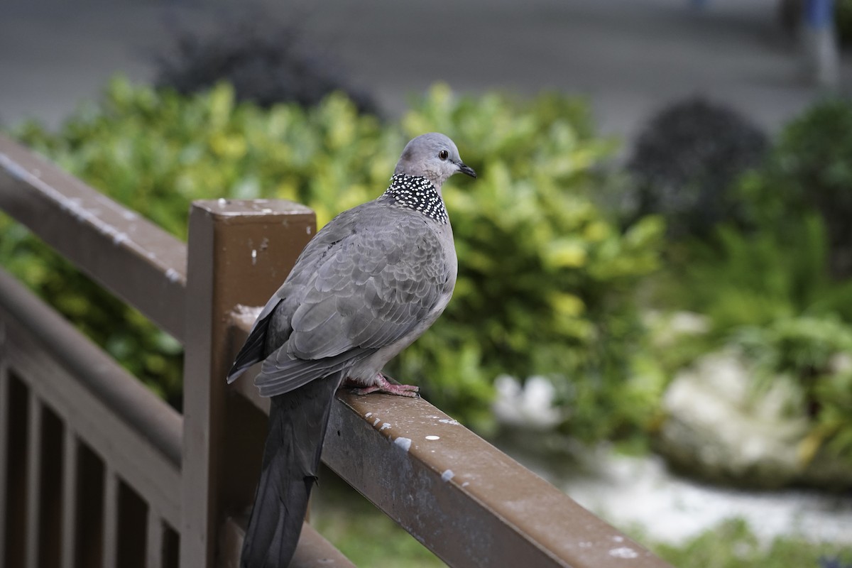 カノコバト - ML562419421
