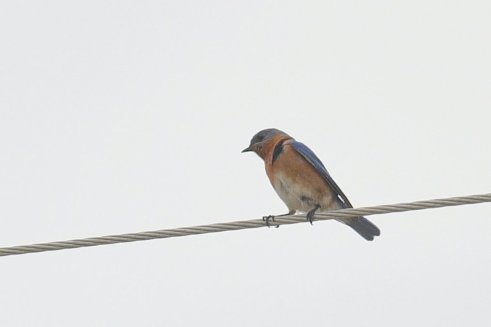 Eastern Bluebird - ML562419481