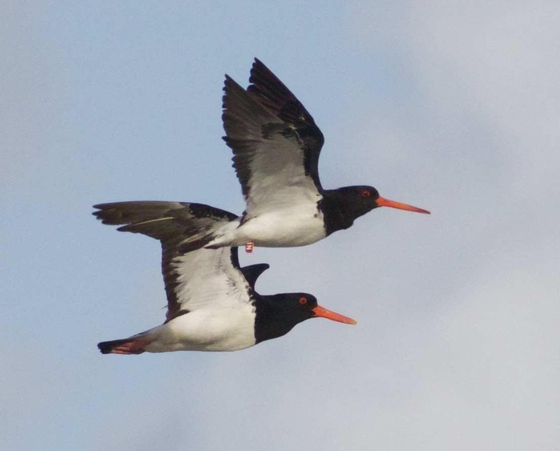 South Island Oystercatcher - ML56241951