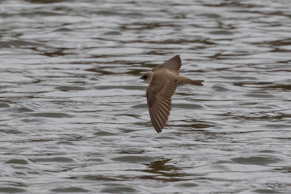 Northern Rough-winged Swallow - ML562419731