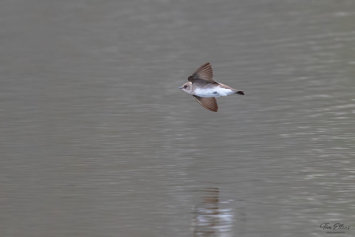 Northern Rough-winged Swallow - ML562419741