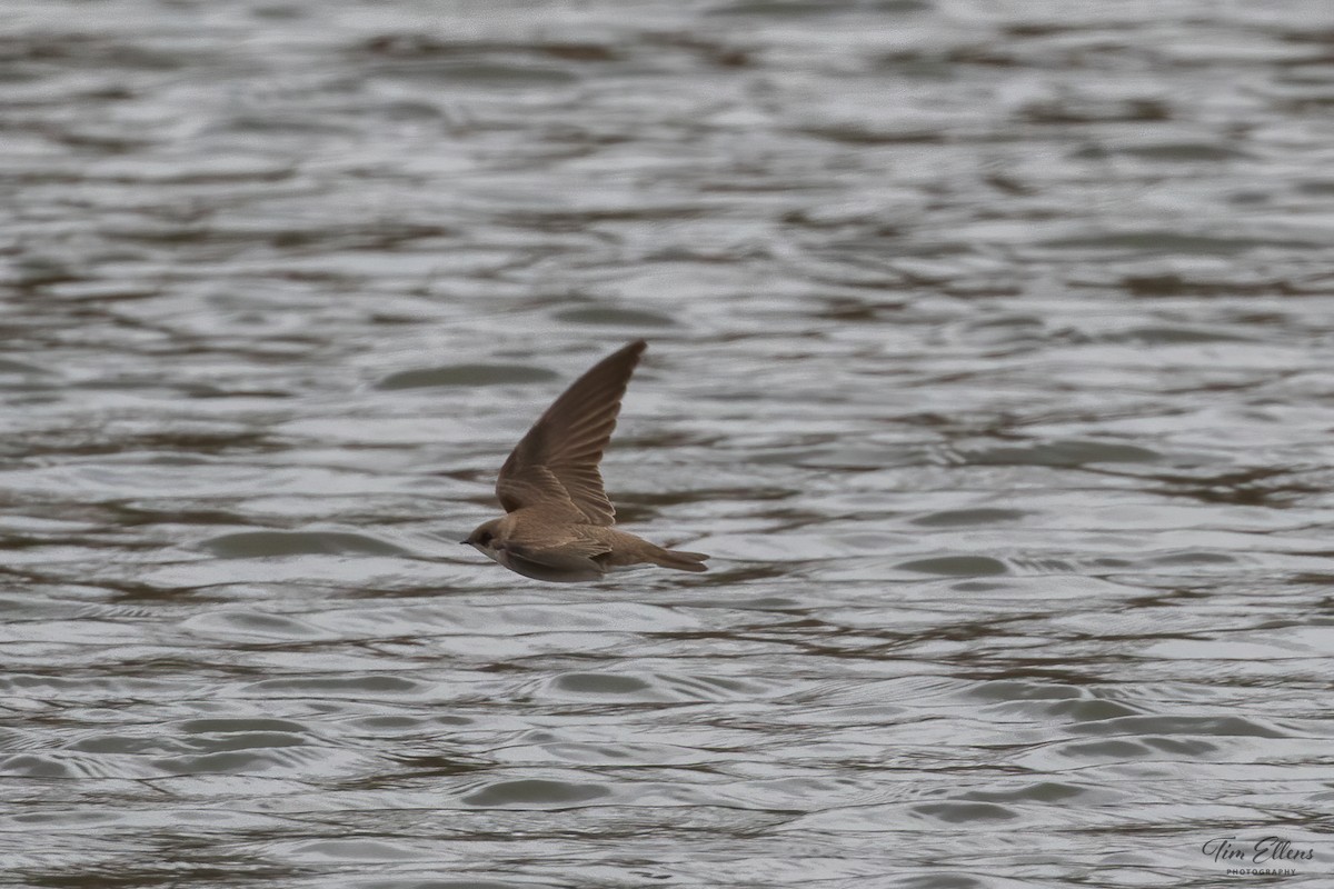 Northern Rough-winged Swallow - ML562419751