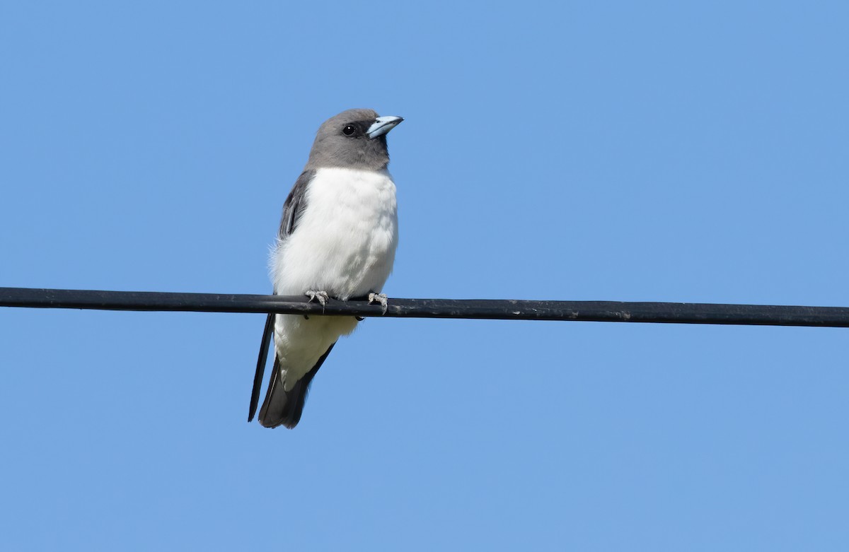 White-breasted Woodswallow - David Ongley