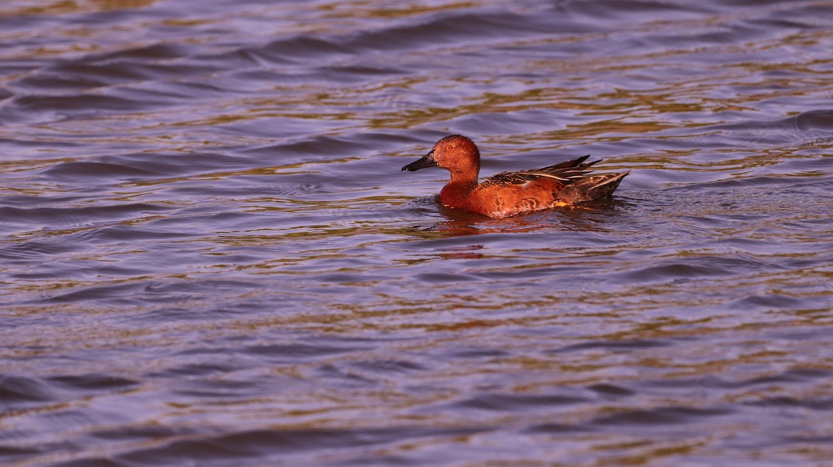 Cinnamon Teal - ML562421311